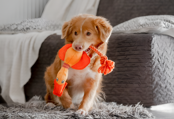 Fun Pet Toys for Mental Stimulation