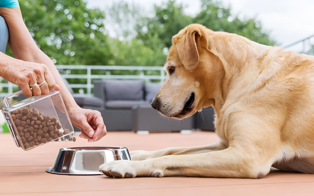 Feeding Essentials for Healthy Pets