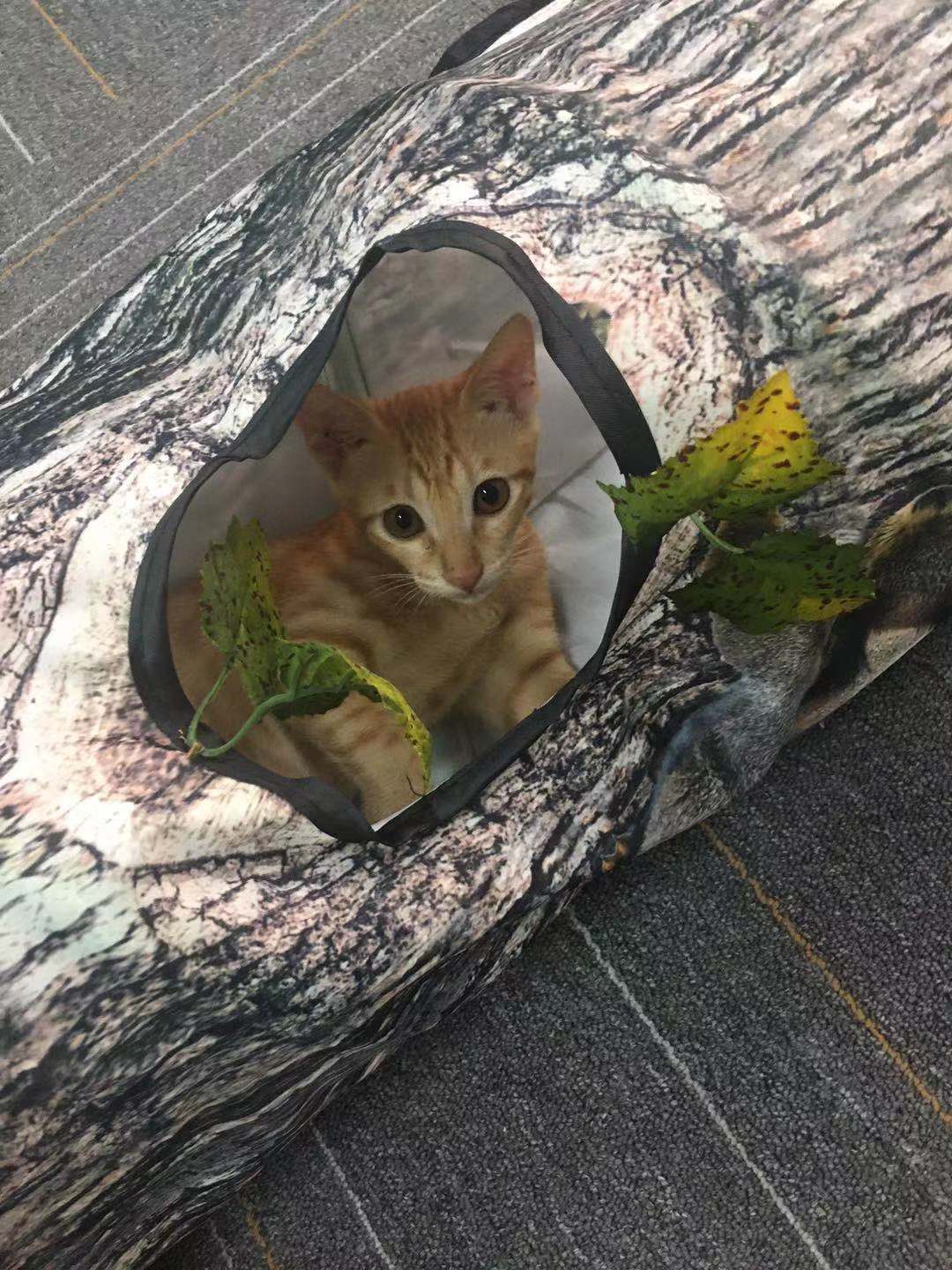 Tree Pattern Tunnel Pet Cat Toy