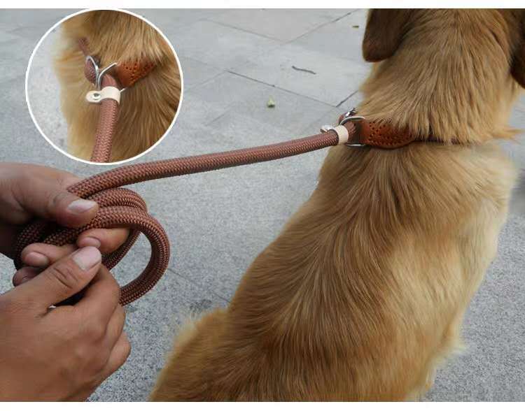 Hand Holding Rope Out Dog Leash